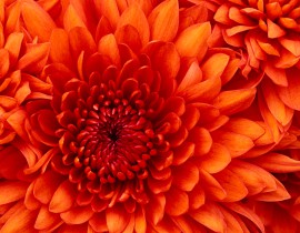 Chrysanthemum.jpg