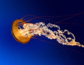 Jellyfish.jpg